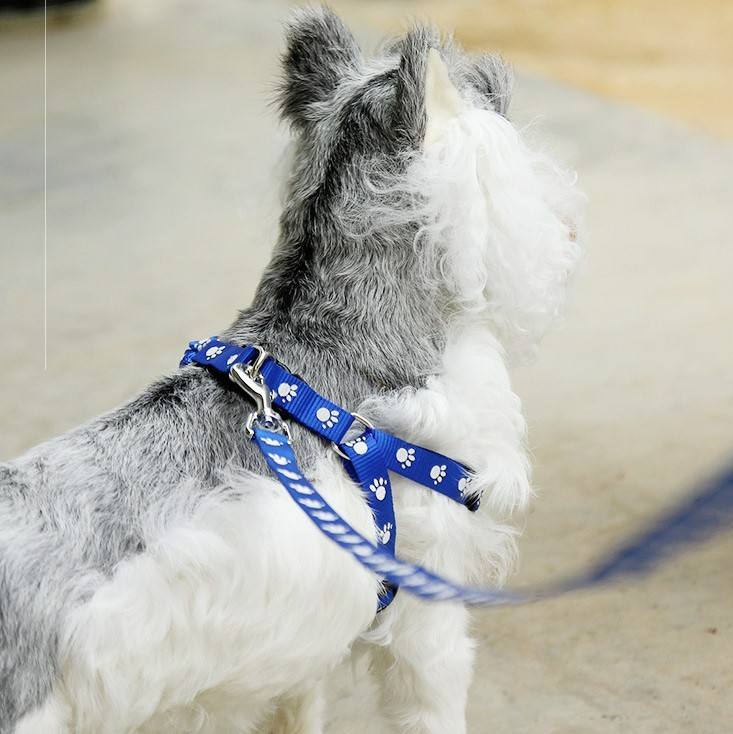 paw-print-small-harness-and-leash-1767158413